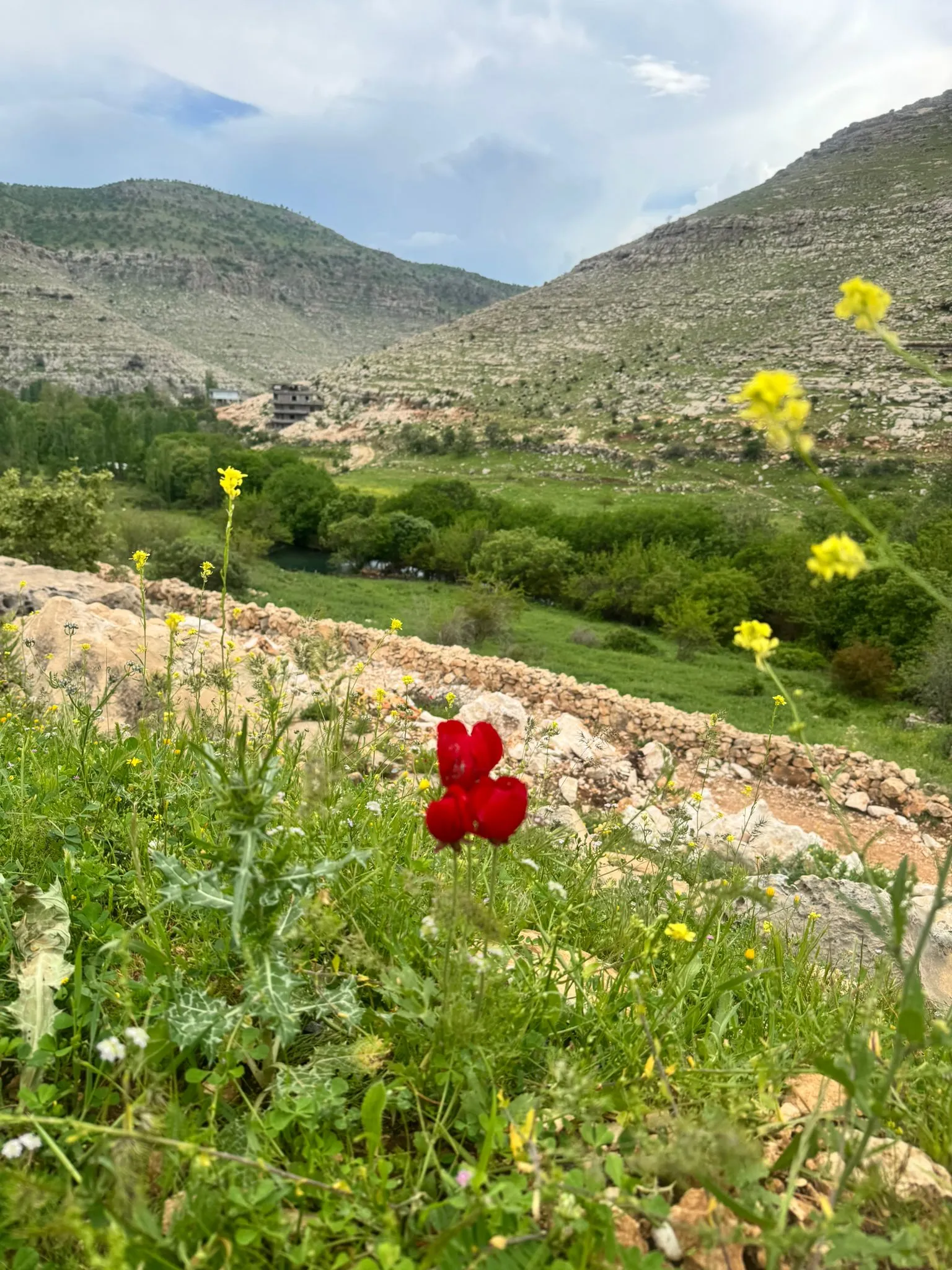 Gelincikler ve yeşil vadi yamacı