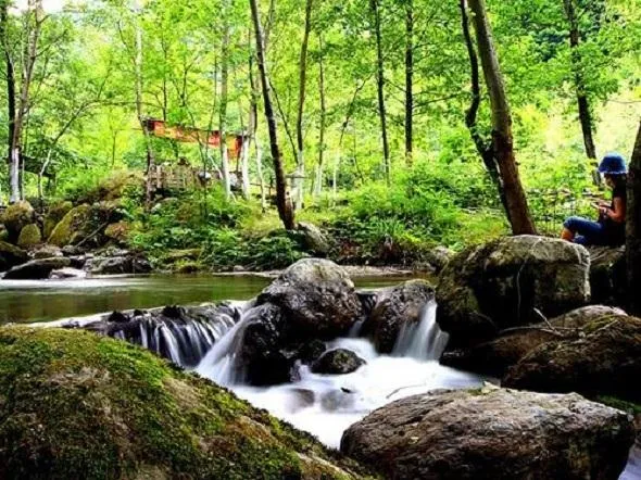 Ormanlık vadide dere ve kayalar