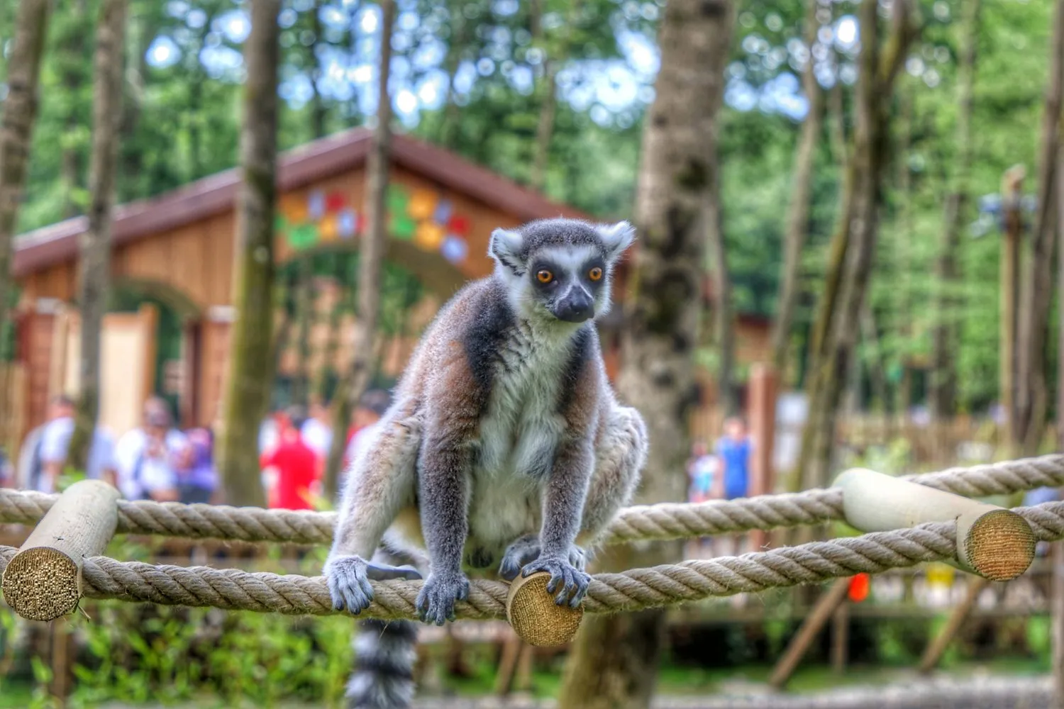 Ormanya'daki halka kuyruklu lemur